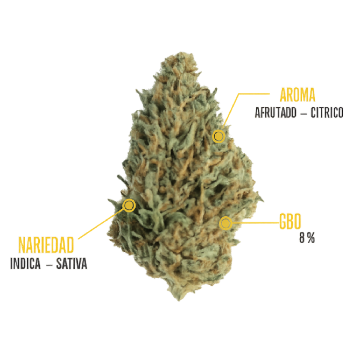 Bermeo | Flores CBD | The Wave CBD